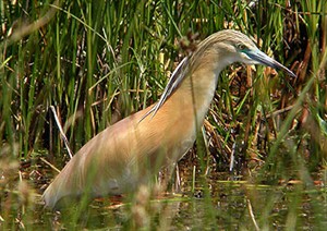 Squacco Heron  - Ardeola ralloides © John Muddeman
